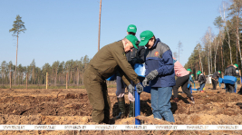 Помощь родному лесу. Члены Совета Республики приняли участие в акции "Лес! Дабро! Парадак!" в Столбцовском районе